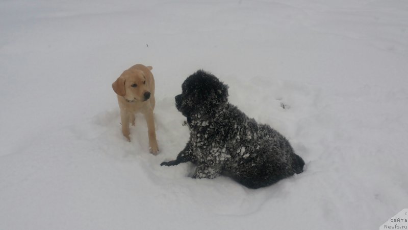 Фото: ньюфаундленд Moya Stihiya Mustang (Моя Стихия Мустанг)