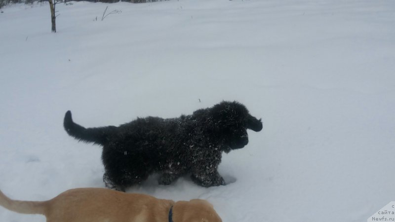 Фото: ньюфаундленд Moya Stihiya Mustang (Моя Стихия Мустанг)