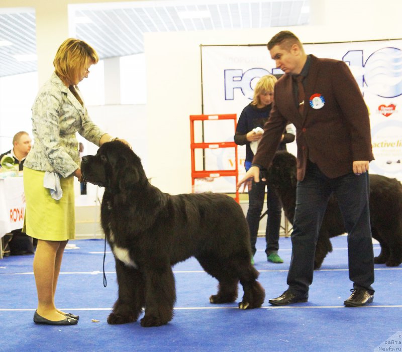 Фото: ньюфаундленд Beguschaya po Volnam Сhart Topper (Бегущая по Волнам Чарт Топпер)