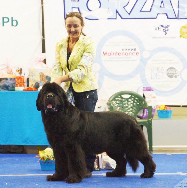 Фото: ньюфаундленд Beguschaya po Volnam Zephirine Drouhin (Бегущая по Волнам Зефирин Друэн)