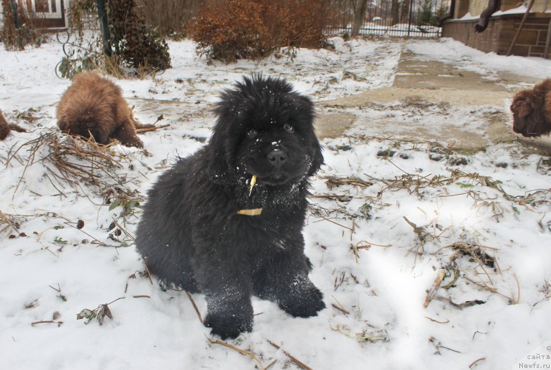 Фото: ньюфаундленд Brownblood MSK Amadey-Defender (Браунблад МСК Амадей-Дефендер)