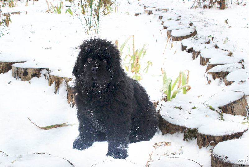 Фото: ньюфаундленд Brownblood MSK Amadey-Defender (Браунблад МСК Амадей-Дефендер)