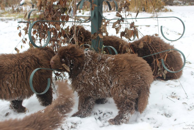 Фото: ньюфаундленд Brownblood MSK Avanti Darling Kid (Браунблад МСК Аванти Дарлинг Кид)