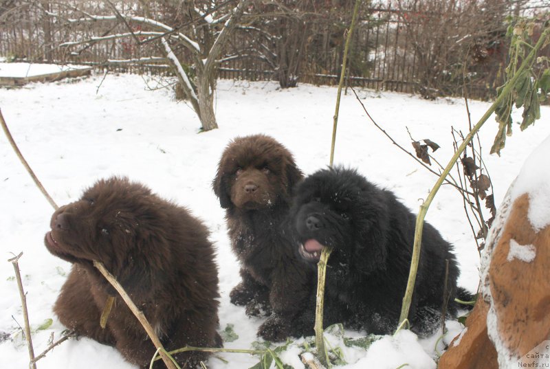 Фото: ньюфаундленд Brownblood MSK Alfa-Romeo Gold Baddy (Браунблад МСК Альфа-Ромео Голд Бадди), ньюфаундленд Brownblood MSK Avanti Darling Kid (Браунблад МСК Аванти Дарлинг Кид), ньюфаундленд Brownblood MSK Amadey-Defender (Браунблад МСК Амадей-Дефендер)