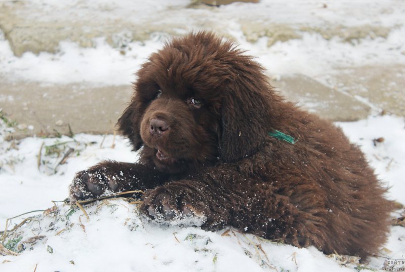 Фото: ньюфаундленд Brownblood MSK Another Love Tender Ebony (Браунблад МСК Аназер Лав Тендер Эбони)