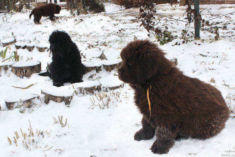Фото: ньюфаундленд Brownblood MSK Armata Loyar Aid (Браунблад МСК Армата Лойар Аид)