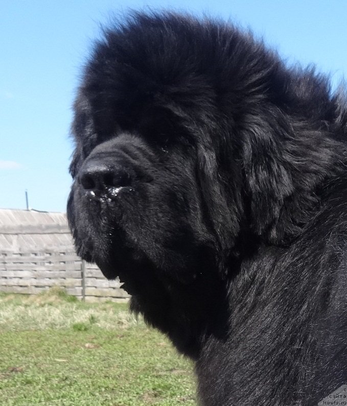 Фото: ньюфаундленд Dark Pride Valentino (Дак Прайд Валентино)