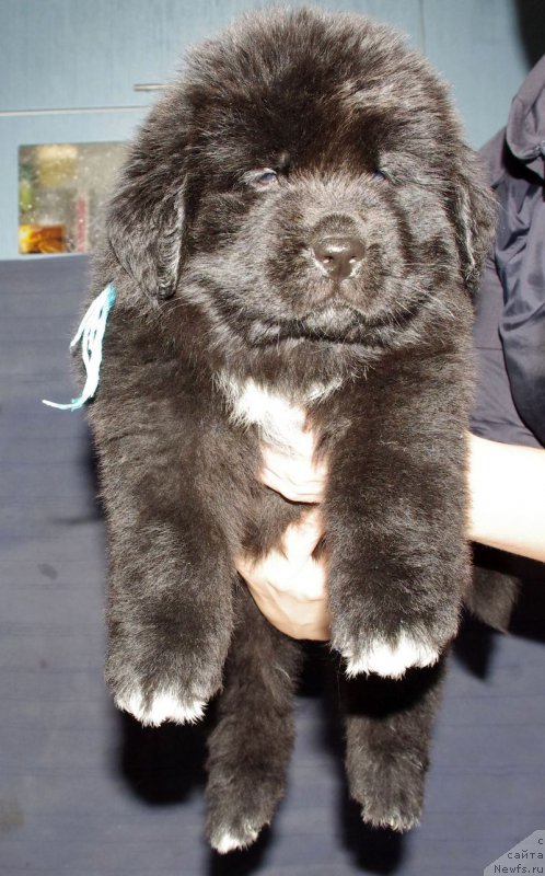 Фото: ньюфаундленд May Frend N'yufi Le Jardan Mes'e (Май Френд Ньюфи Ле Жардан Месье)