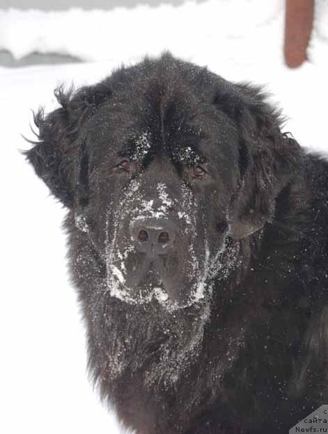 Фото: ньюфаундленд Sent Djons Orfey (Сент Джонс Орфей)