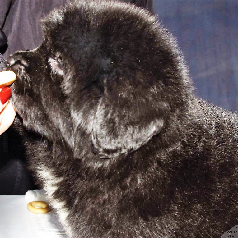 Фото: ньюфаундленд May Frend N'yufi Ledi Gaga (Май Френд Ньюфи Леди Гага)