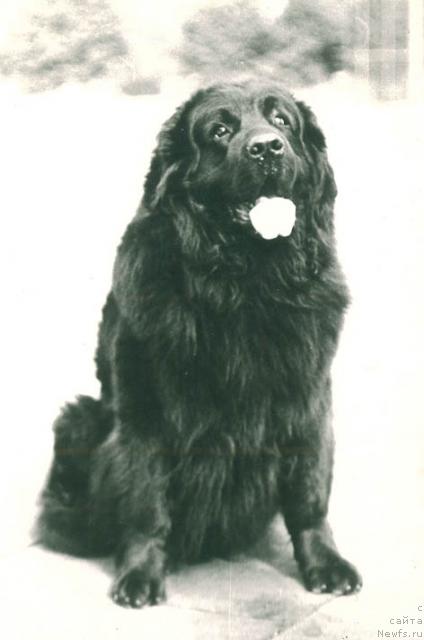 Фото: ньюфаундленд Pontiy-Pilat (Понтий-Пилат)