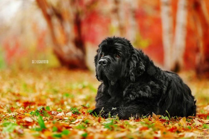 Фото: ньюфаундленд Rusalochka iz Plemeni Kedra (Русалочка из Племени Кедра)
