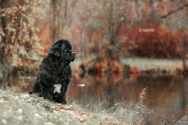 Фото: ньюфаундленд Rusalochka iz Plemeni Kedra (Русалочка из Племени Кедра)