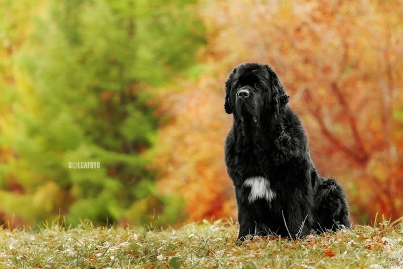 Фото: ньюфаундленд Rusalochka iz Plemeni Kedra (Русалочка из Племени Кедра)