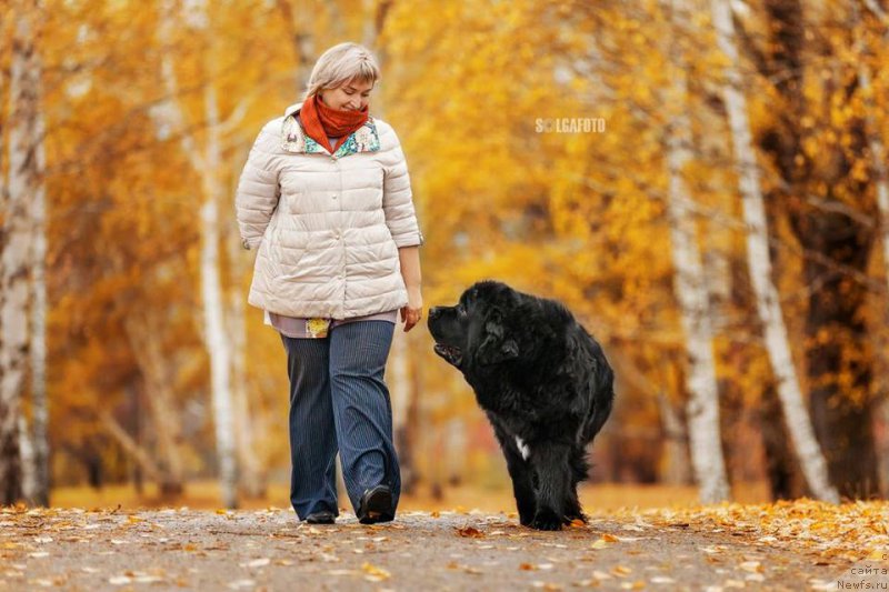 Фото: ньюфаундленд Rusalochka iz Plemeni Kedra (Русалочка из Племени Кедра), Elizaveta Pavlova (Елизавета Павлова)