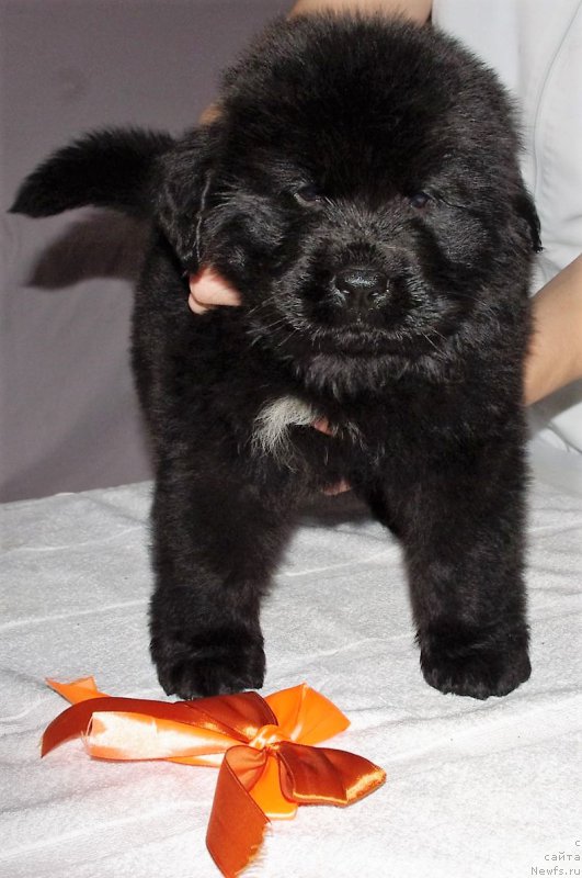 Фото: ньюфаундленд May Frend N'yufi Leksington Avenyu (Май Френд Ньюфи Лексингтон Авеню)