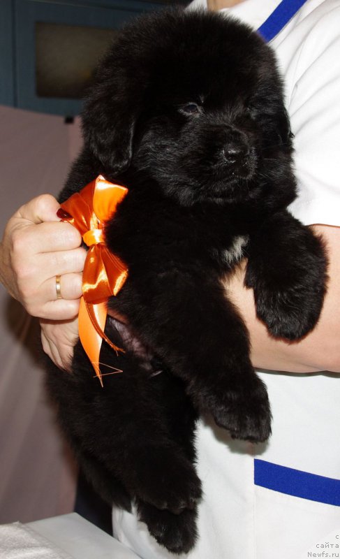 Фото: ньюфаундленд May Frend N'yufi Leksington Avenyu (Май Френд Ньюфи Лексингтон Авеню)