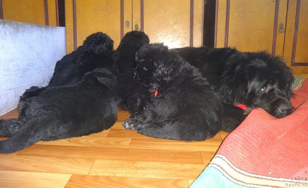 Фото: ньюфаундленд Njufort iz Peni Morskoy Afrodita (Ньюфорт из Пены Морской Афродита)