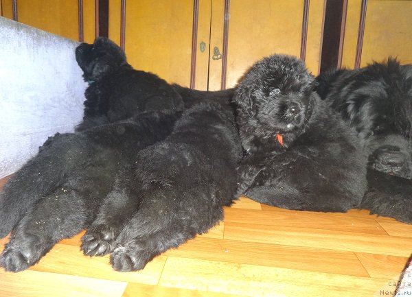 Фото: ньюфаундленд Njufort iz Peni Morskoy Afrodita (Ньюфорт из Пены Морской Афродита)