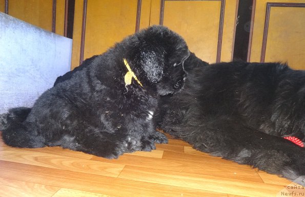 Фото: ньюфаундленд N'yufort Imperator (Ньюфорт Император)