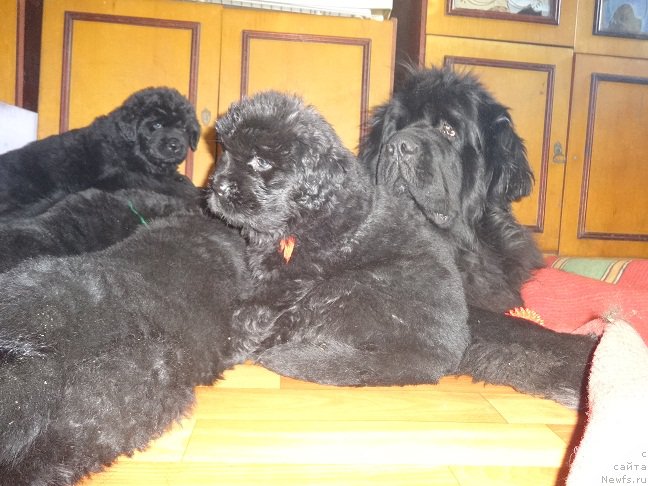 Фото: ньюфаундленд N'yufort Carica Nochi (Ньюфорт Царица Ночи)