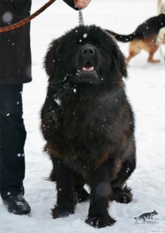 Фото: ньюфаундленд P'er Livi (Пьер Ливи)