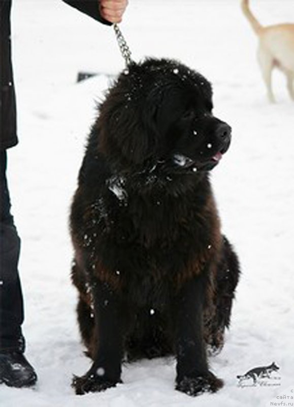 Фото: ньюфаундленд P'er Livi (Пьер Ливи)