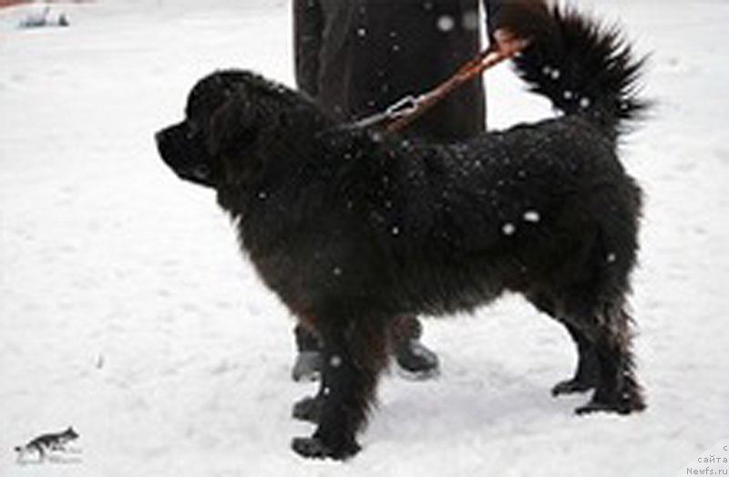 Фото: ньюфаундленд P'er Livi (Пьер Ливи)