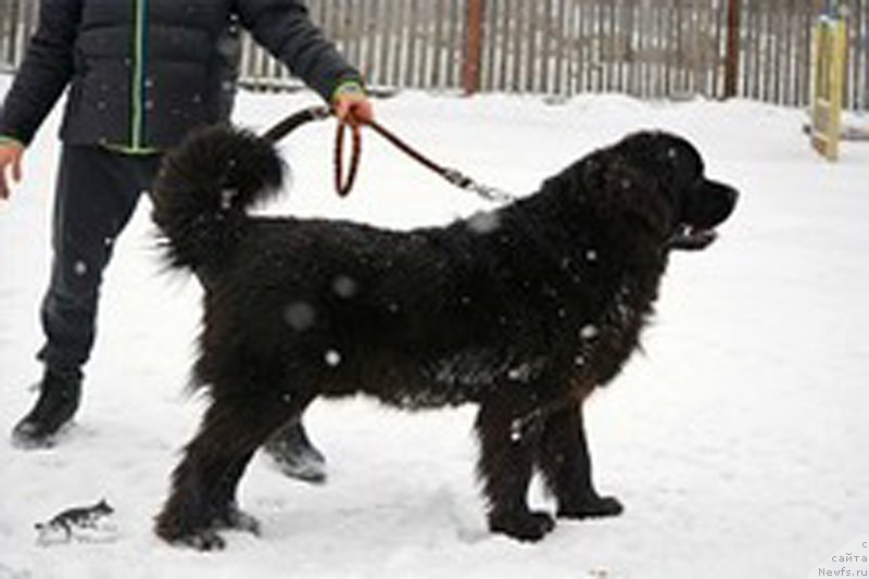 Фото: ньюфаундленд P'er Livi (Пьер Ливи)