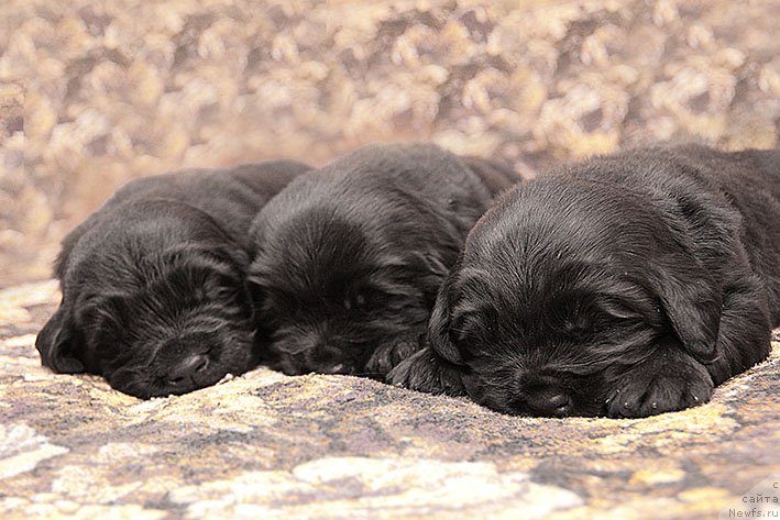 Фотография № 216926