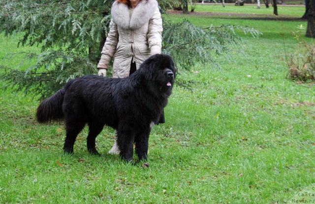 Фото: ньюфаундленд Potap Fidel' (Потап Фидель)