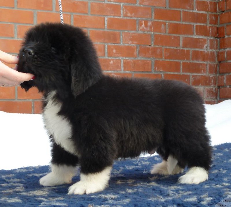 Фотография № 216930