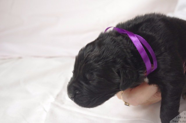 Фото: ньюфаундленд May Frend N'yufi L'YU Dez YEsperid (Май Френд Ньюфи Л'Ю Дез Эсперид)