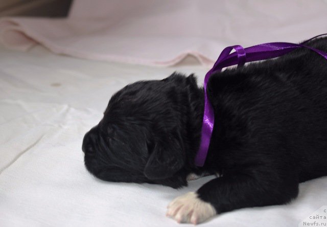 Фото: ньюфаундленд May Frend N'yufi L'YU Dez YEsperid (Май Френд Ньюфи Л'Ю Дез Эсперид)