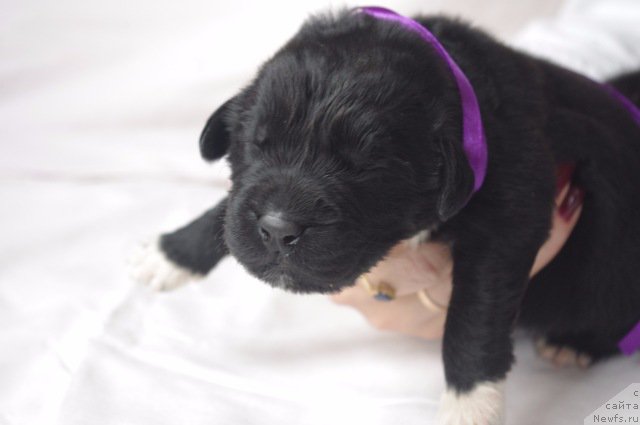 Фото: ньюфаундленд May Frend N'yufi L'YU Dez YEsperid (Май Френд Ньюфи Л'Ю Дез Эсперид)