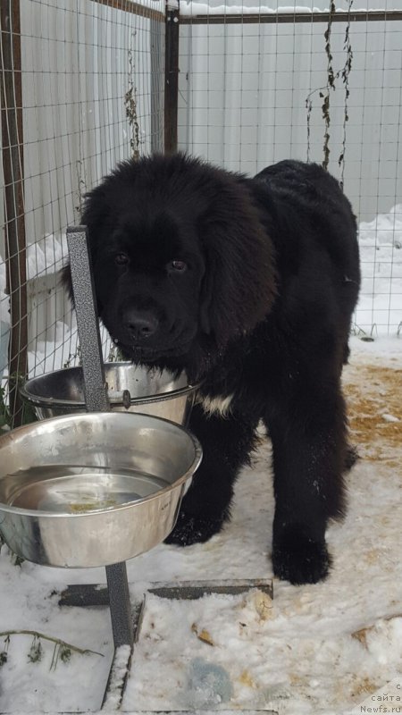 Фото: ньюфаундленд Terra Viktoriya Vinchester (Терра Виктория Винчестер)