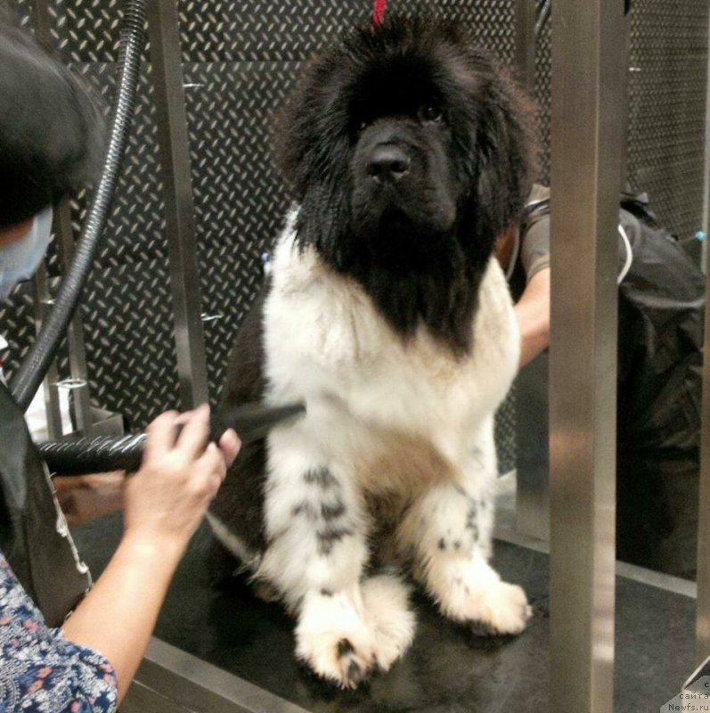 Фото: ньюфаундленд Terra Viktoriya Valentinka (Терра Виктория Валентинка)