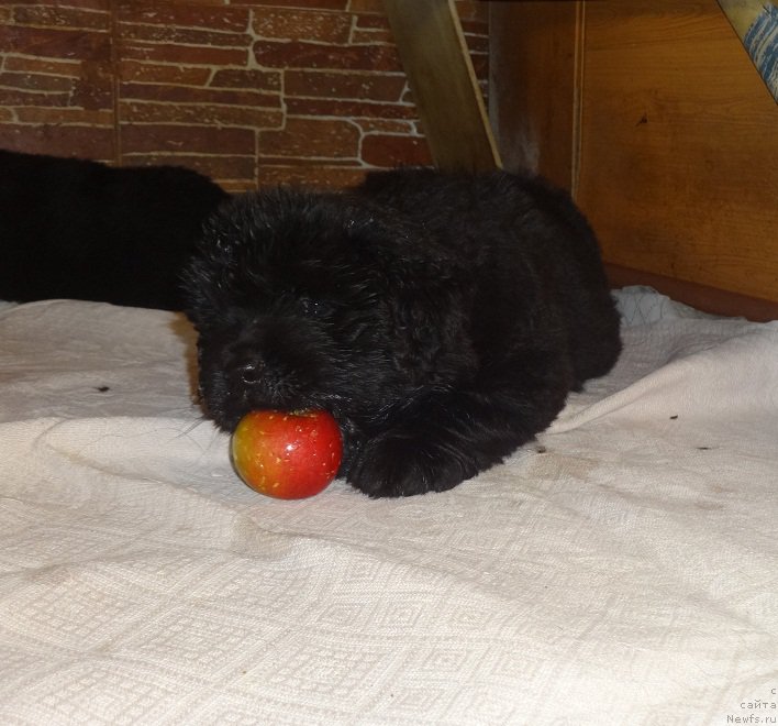 Фото: ньюфаундленд N'yufort Carica Nochi (Ньюфорт Царица Ночи)