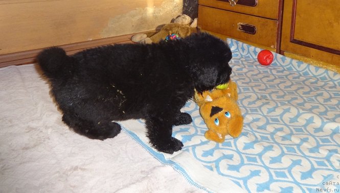 Фото: ньюфаундленд N'yufort Carica Nochi (Ньюфорт Царица Ночи)