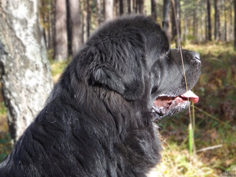 Фотография № 216943