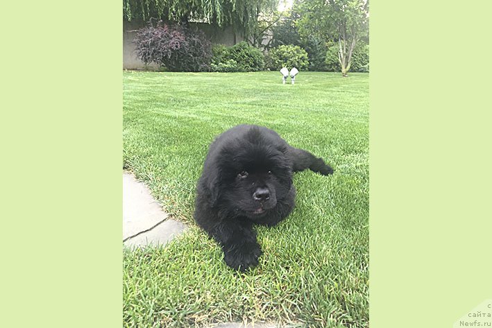 Фото: ньюфаундленд Ippolit s Berega Dona (Ипполит с Берега Дона)