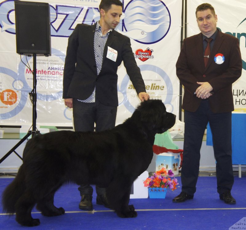 Фото: ньюфаундленд Love Inside Your Soul Moon Bear (Love Inside Your Soul Moon Bear), Aleksandr Korotkov (Александр Коротков)