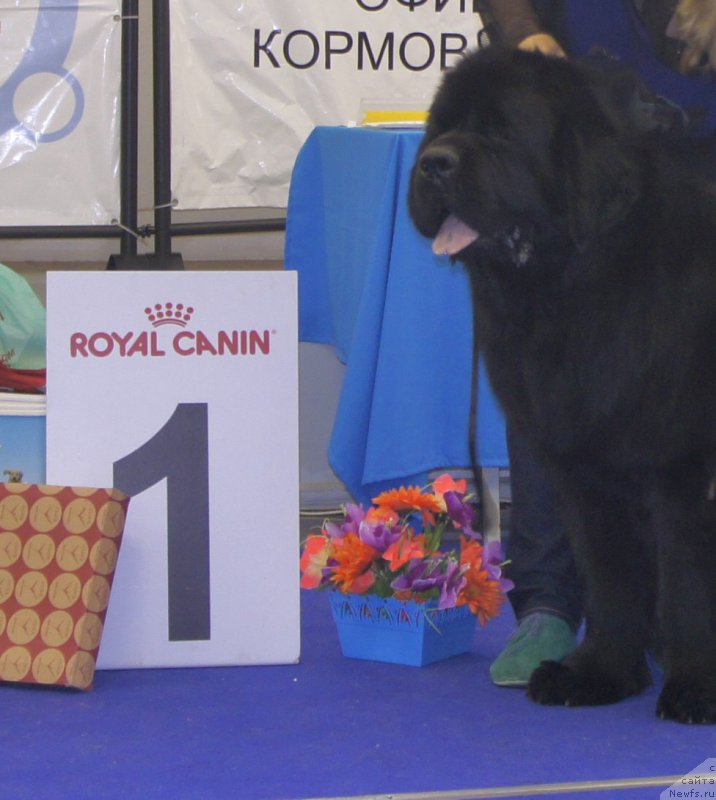 Фото: ньюфаундленд Jonathan Poursmigar iz Volotova