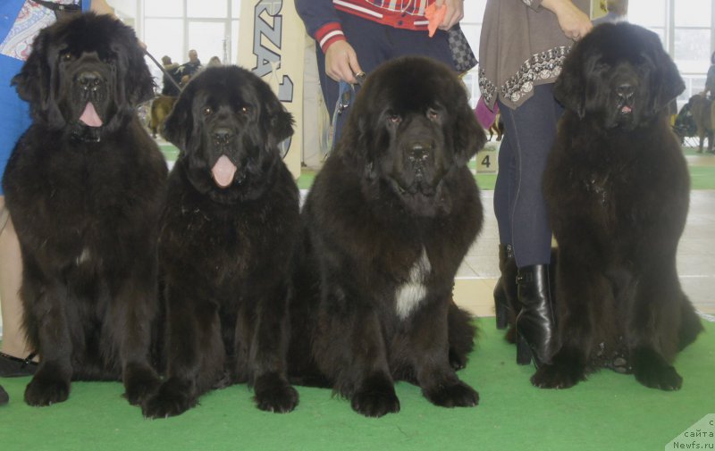 Фотография № 216974