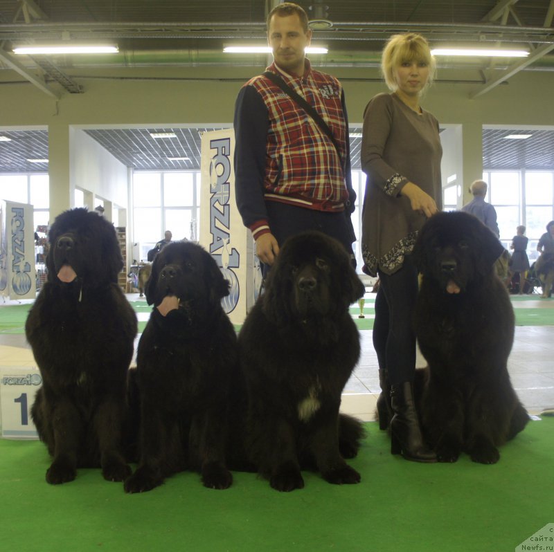 Фото: ньюфаундленд Smigar Legenda Vesny (Смигар Легенда Весны), ньюфаундленд New Beothuks Gold for Smigar, ньюфаундленд Smigar Brainwave (Смигар Брейнвейв), ньюфаундленд Smigar Blondy Marilyn (Смигар Блонди Мэрилин)