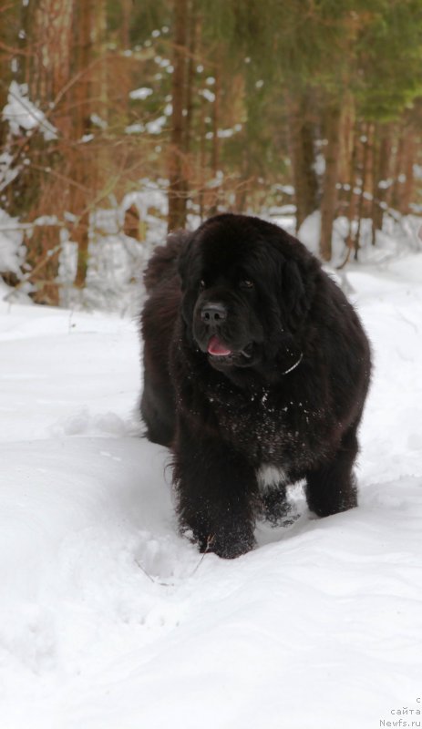 Фото: ньюфаундленд Cristalmar Cadeaux de Noel