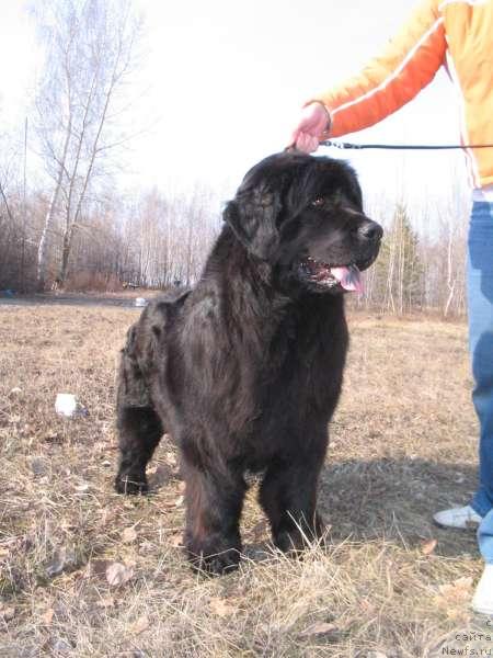 Фото: ньюфаундленд Bolshaya Medveditsa iz Tihogo Omuta (Большая Медведица из Тихого Омута)