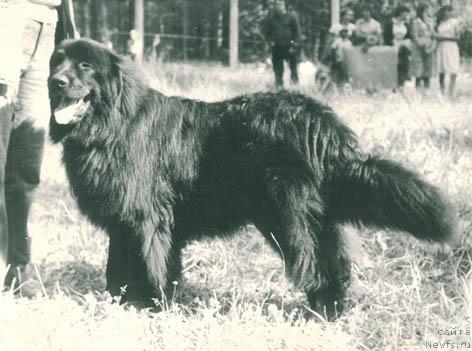 Фото: ньюфаундленд Brenter Viking (Брентер Викинг)