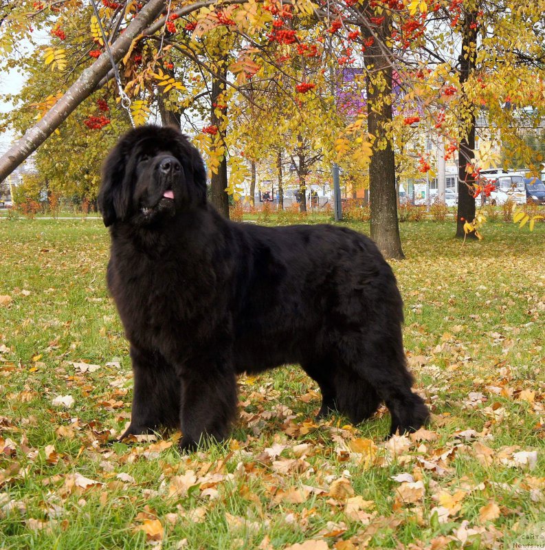 Фотография № 217008