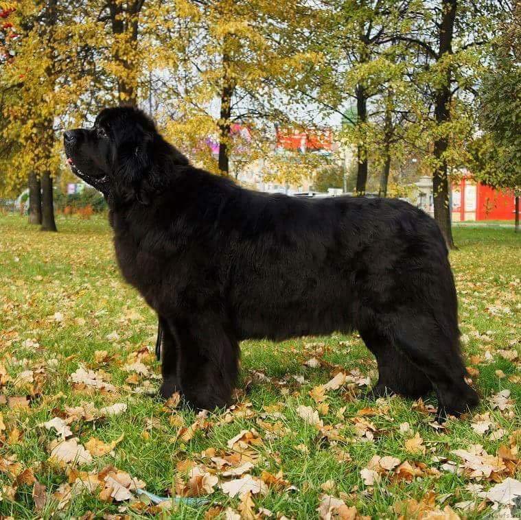 Фото: ньюфаундленд Smigar Legenda Vesny (Смигар Легенда Весны)